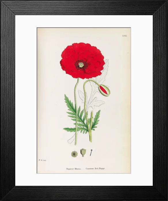 Framed Print : English Botany, 1790-1800. Creator: Sowerby, James (1757-1822) Framed Print : English Botany, 1790-1800. Creator: Sowerby, James (1757-1822)