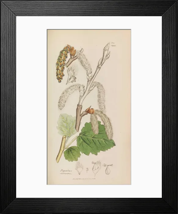 Framed Print : English Botany, 1790-1800. Creator: Sowerby, James (1757-1822) Framed Print : English Botany, 1790-1800. Creator: Sowerby, James (1757-1822)