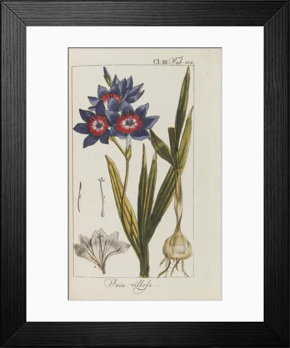 Framed Print : Auswahl schoner und seltener Gewachse, 1795-1798 Framed Print : Auswahl schoner und seltener Gewachse, 1795-1798