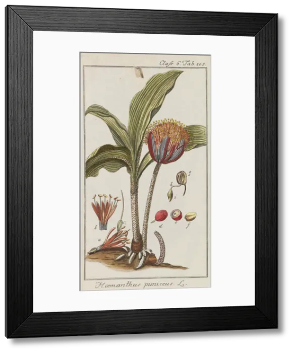 Framed Print : Auswahl schoner und seltener Gewachse, 1795-1798 Framed Print : Auswahl schoner und seltener Gewachse, 1795-1798
