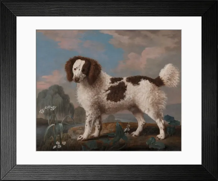 Framed Print : Brown and White Norfolk or Water Spaniel, 1778. Creator: George Stubbs Framed Print : Brown and White Norfolk or Water Spaniel, 1778. Creator: George Stubbs