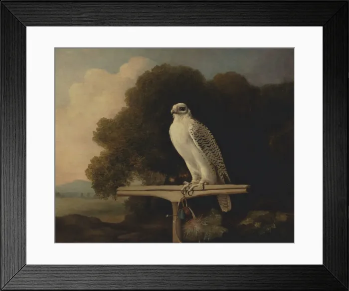 Framed Print : Greenland Falcon; Gyr Falcon, 1780. Creator: George Stubbs Framed Print : Greenland Falcon; Gyr Falcon, 1780. Creator: George Stubbs