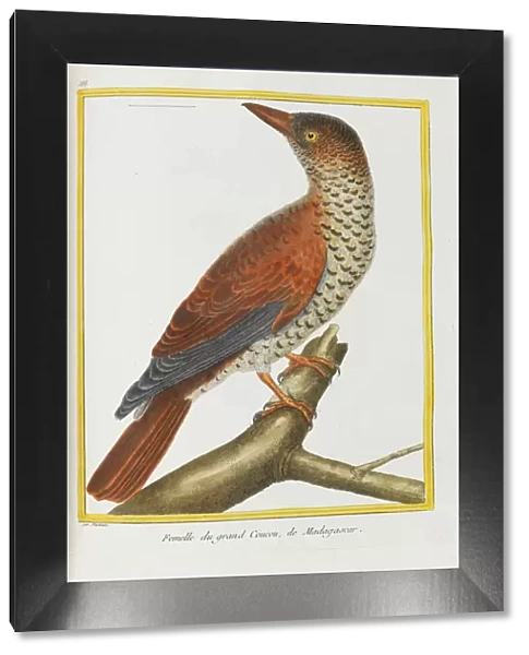 Histoire naturelle. Oiseaux. Planches enluminees, 1782