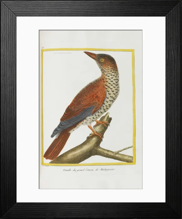 Framed Print : Histoire naturelle. Oiseaux. Planches enluminees, 1782 Framed Print : Histoire naturelle. Oiseaux. Planches enluminees, 1782