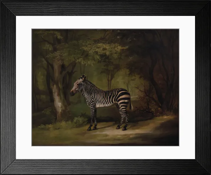 Framed Print : Zebra, exhibited 1763. Creator: George Stubbs Framed Print : Zebra, exhibited 1763. Creator: George Stubbs