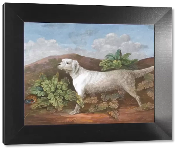 A Setter: Facing Left, with a Partridge Hiding among Burdocks on the Left, ca. 1805