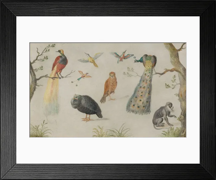Framed Print : Study of Birds and Monkey, 1660 / 1670. Creator: Anon Framed Print : Study of Birds and Monkey, 1660 / 1670. Creator: Anon
