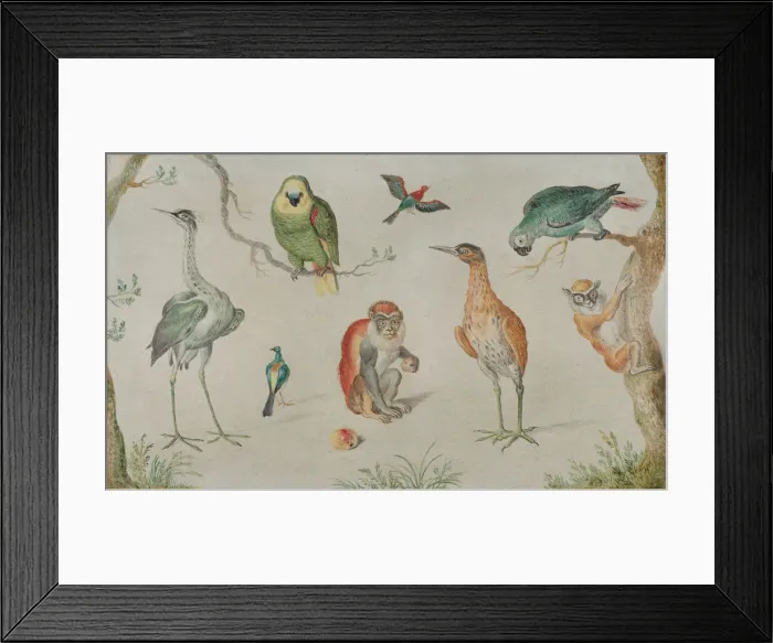 Framed Print : Study of Birds and Monkeys, 1660 / 1670. Creator: Anon Framed Print : Study of Birds and Monkeys, 1660 / 1670. Creator: Anon