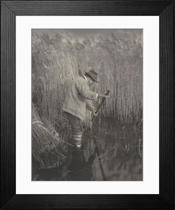 Framed Print : A Reed-Cutter at Work, 1886. Creators: Dr Peter Henry Emerson, Thomas Frederick Goodall Framed Print : A Reed-Cutter at Work, 1886. Creators: Dr Peter Henry Emerson, Thomas Frederick Goodall
