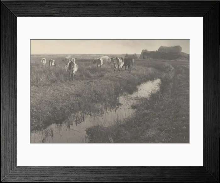 Framed Print : Cattle on the Marshes, 1886. Creators: Dr Peter Henry Emerson, Thomas Frederick Goodall