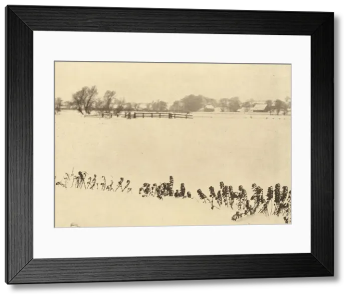 Framed Print : Marsh Weeds, in or before 1895. Creator: Dr Peter Henry Emerson Framed Print : Marsh Weeds, in or before 1895. Creator: Dr Peter Henry Emerson