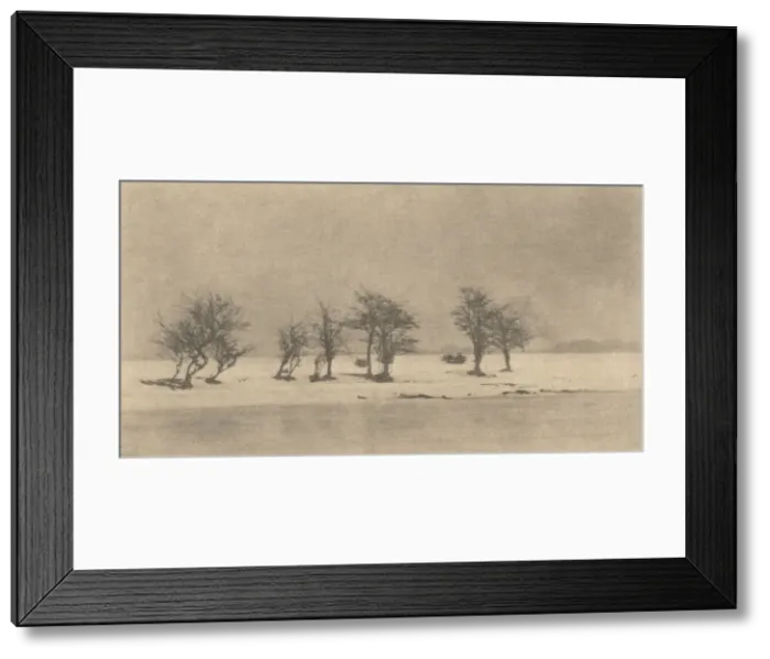 Framed Print : Gnarled-Thorn Trees, c. 1890, printed c. 1895. Creator: Dr Peter Henry Emerson Framed Print : Gnarled-Thorn Trees, c. 1890, printed c. 1895. Creator: Dr Peter Henry Emerson