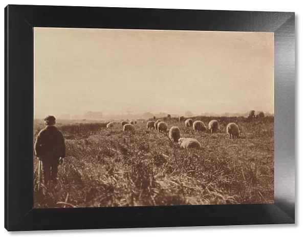 The Marshes in June, 1890-1891, printed 1893. Creator: Dr Peter Henry Emerson