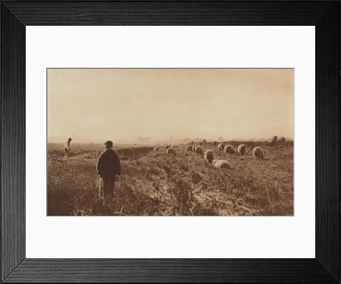 Framed Print : The Marshes in June, 1890-1891, printed 1893. Creator: Dr Peter Henry Emerson Framed Print : The Marshes in June, 1890-1891, printed 1893. Creator: Dr Peter Henry Emerson
