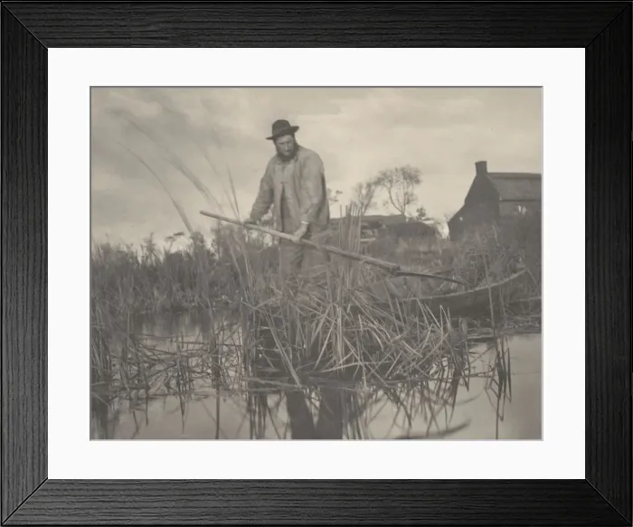 Framed Print : Cutting the Gladdon, 1886. Creators: Dr Peter Henry Emerson, Thomas Frederick Goodall Framed Print : Cutting the Gladdon, 1886. Creators: Dr Peter Henry Emerson, Thomas Frederick Goodall