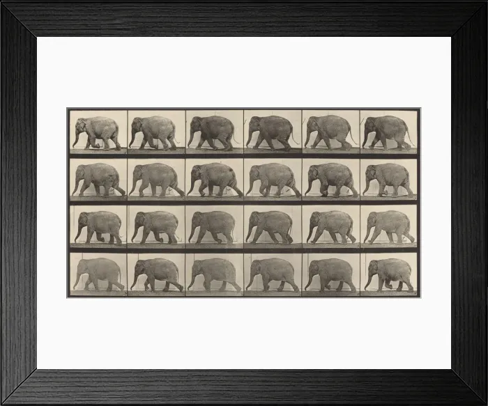 Framed Print : Plate Number 733. Elephant walking, 1887. Creator: Eadweard J Muybridge Framed Print : Plate Number 733. Elephant walking, 1887. Creator: Eadweard J Muybridge