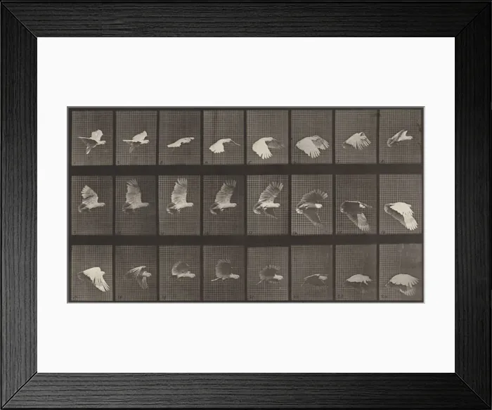 Framed Print : Plate Number 758. Cockatoo flying, 1887. Creator: Eadweard J Muybridge Framed Print : Plate Number 758. Cockatoo flying, 1887. Creator: Eadweard J Muybridge