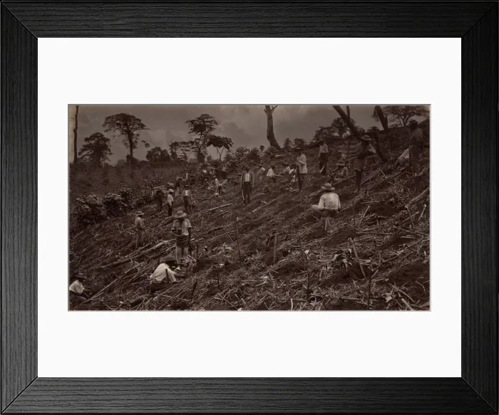 Framed Print : Setting out a Coffee Plantation at Antigua de Guatemala, 1875, published 1877 Framed Print : Setting out a Coffee Plantation at Antigua de Guatemala, 1875, published 1877