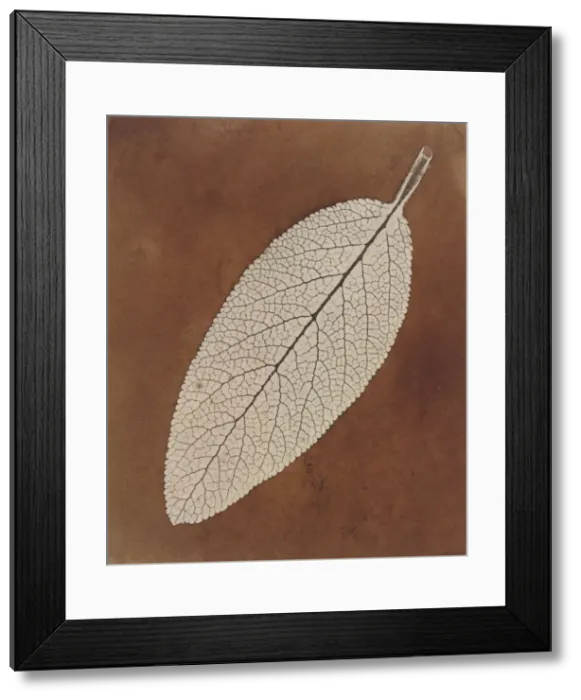 Framed Print : Leaf Study, 1839 / 1840. Creator: William Henry Fox Talbot Framed Print : Leaf Study, 1839 / 1840. Creator: William Henry Fox Talbot