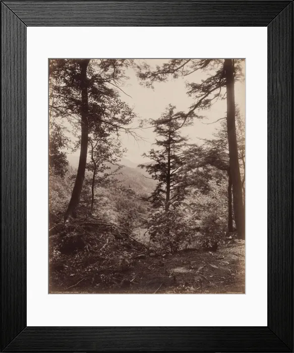 Framed Print : Cliff View, Through the Trees, c. 1895. Creator: William H Rau