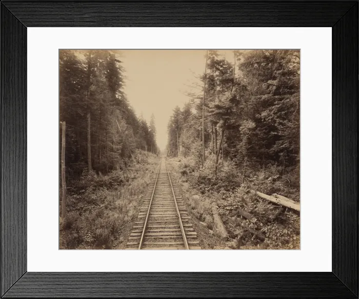 Framed Print : Hemlock Forest, c. 1895. Creator: William H Rau Framed Print : Hemlock Forest, c. 1895. Creator: William H Rau