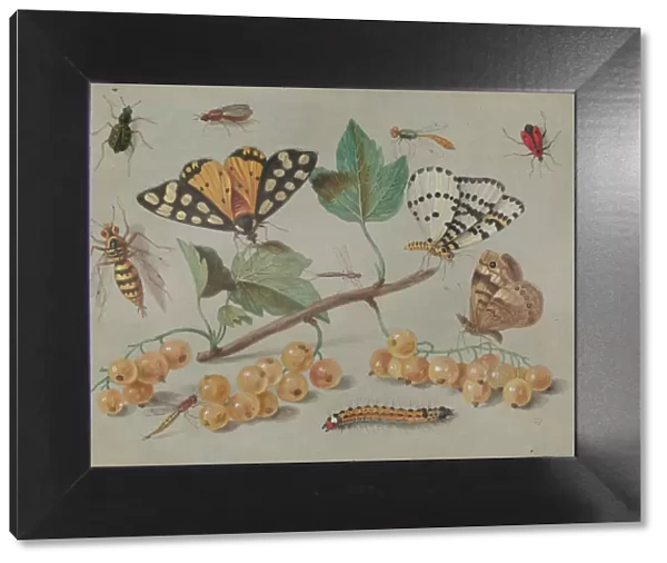 Study of Butterfly and Insects, c. 1655. Creator: Jan van Kessel