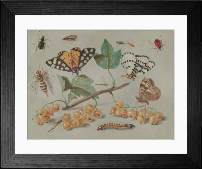 Framed Print : Study of Butterfly and Insects, c. 1655. Creator: Jan van Kessel Framed Print : Study of Butterfly and Insects, c. 1655. Creator: Jan van Kessel