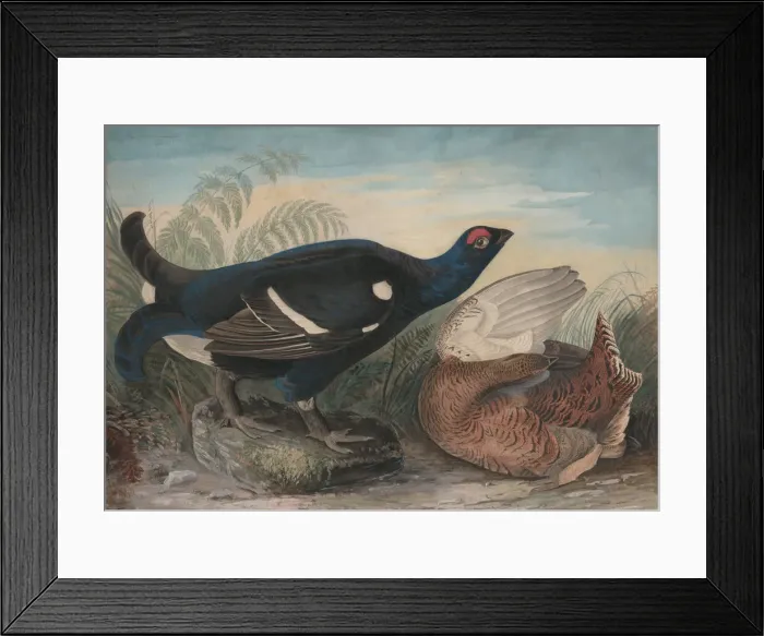 Framed Print : English Black Cocks, 1828. Creator: John James Audubon Framed Print : English Black Cocks, 1828. Creator: John James Audubon