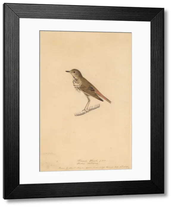 Framed Print : Hermit Thrush, 1820. Creator: John James Audubon Framed Print : Hermit Thrush, 1820. Creator: John James Audubon