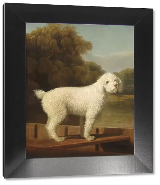White Poodle in a Punt, c. 1780. Creator: George Stubbs