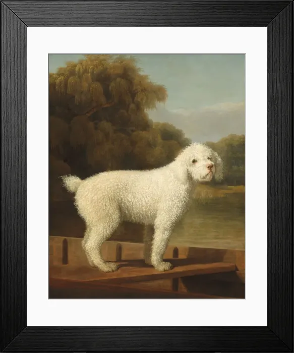 Framed Print : White Poodle in a Punt, c. 1780. Creator: George Stubbs Framed Print : White Poodle in a Punt, c. 1780. Creator: George Stubbs