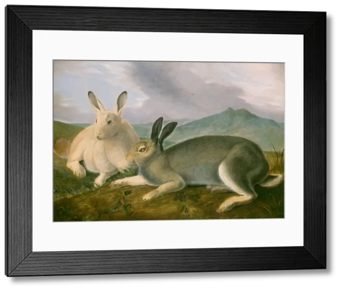 Framed Print : Arctic Hare, c. 1841. Creator: John James Audubon Framed Print : Arctic Hare, c. 1841. Creator: John James Audubon
