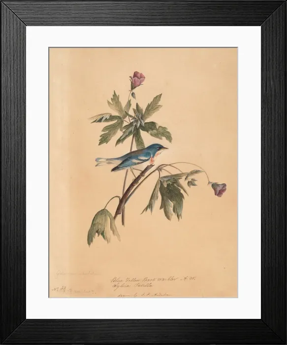 Framed Print : Blue Yellow Back Warbler, 1812. Creator: John James Audubon Framed Print : Blue Yellow Back Warbler, 1812. Creator: John James Audubon