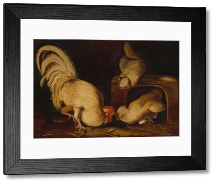 Framed Print : Farmyard Fowls, c. 1827. Creator: John James Audubon Framed Print : Farmyard Fowls, c. 1827. Creator: John James Audubon