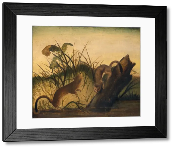 Framed Print : Long-Tailed Weasel, c. 1845. Creator: John James Audubon Framed Print : Long-Tailed Weasel, c. 1845. Creator: John James Audubon