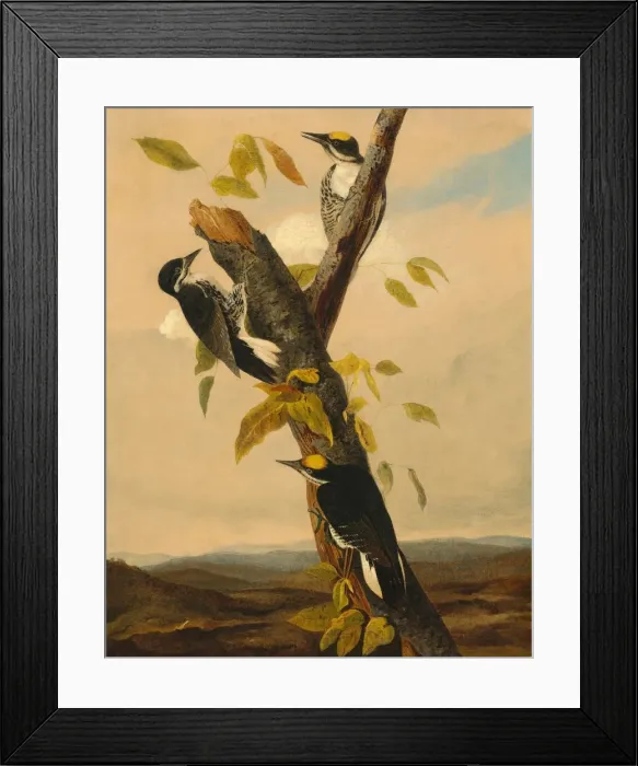 Framed Print : Black-Backed Three-Toed Woodpecker, 1831 / 1833. Creator: Joseph Bartholomew Kidd Framed Print : Black-Backed Three-Toed Woodpecker, 1831 / 1833. Creator: Joseph Bartholomew Kidd