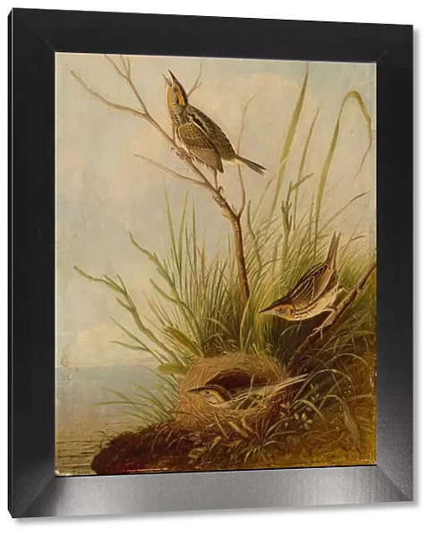 Sharp-Tailed Finch, 1831  /  1833. Creator: Joseph Bartholomew Kidd