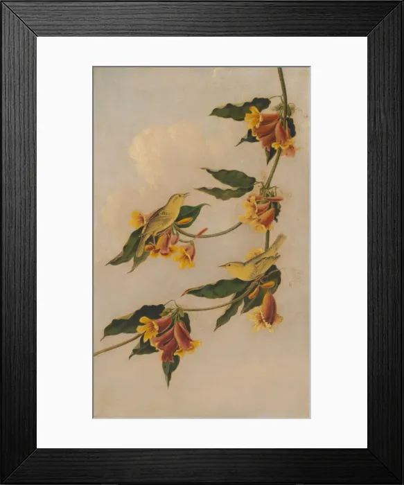 Framed Print : Yellow Warbler, 1830-1833. Creator: Joseph Bartholomew Kidd Framed Print : Yellow Warbler, 1830-1833. Creator: Joseph Bartholomew Kidd