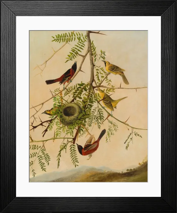 Framed Print : Orchard Oriole, 1830 / 1832. Creator: Joseph Bartholomew Kidd Framed Print : Orchard Oriole, 1830 / 1832. Creator: Joseph Bartholomew Kidd