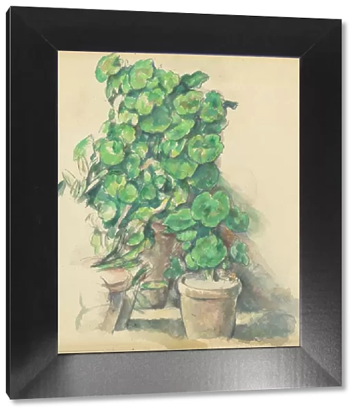 Geraniums, 1888  /  1890. Creator: Paul Cezanne