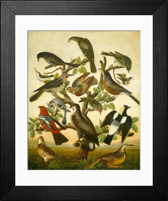 Framed Print : Birds, c. 1840. Creator: Unknown Framed Print : Birds, c. 1840. Creator: Unknown