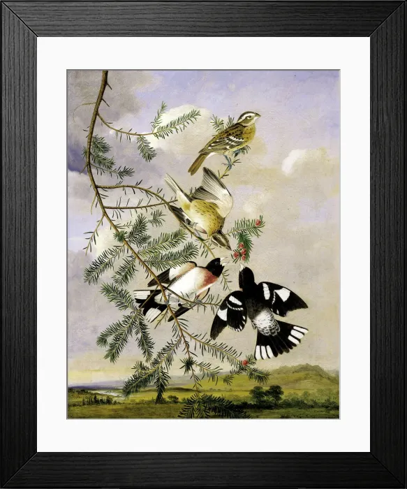 Framed Print : Rose-Breasted Grosbeak, mid-late 19th century. Creator: Joseph Bartholomew Kidd Framed Print : Rose-Breasted Grosbeak, mid-late 19th century. Creator: Joseph Bartholomew Kidd