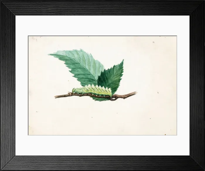 Framed Print : Jagged Leaf Edge Caterpillar... late 19th-early 20th century Framed Print : Jagged Leaf Edge Caterpillar... late 19th-early 20th century