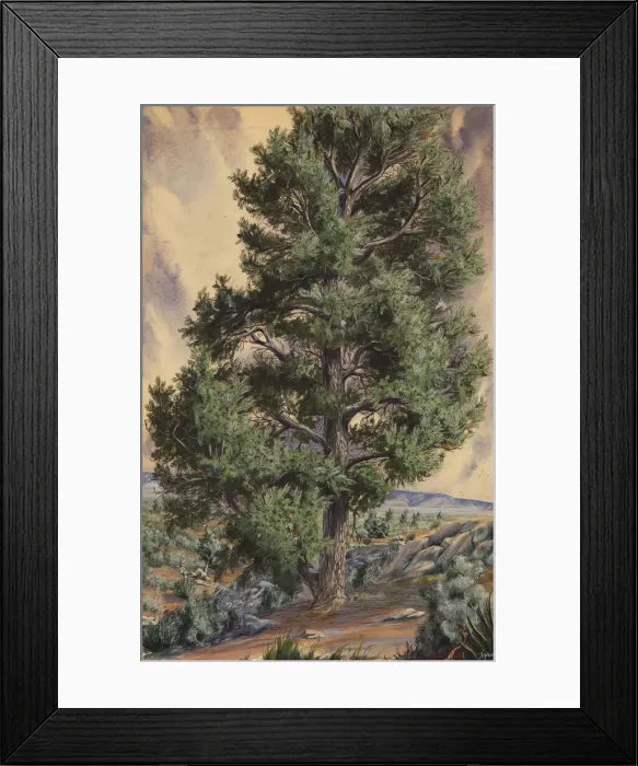 Framed Print : Pine Tree, n. d. Creator: Sandow Framed Print : Pine Tree, n. d. Creator: Sandow