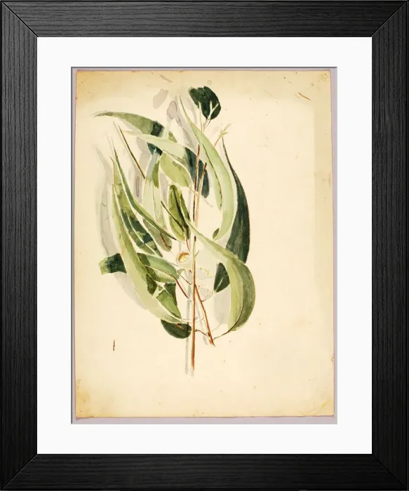 Framed Print : Plant Study, late 19th-early 20th century. Creator: Solon H. Borglum Framed Print : Plant Study, late 19th-early 20th century. Creator: Solon H. Borglum