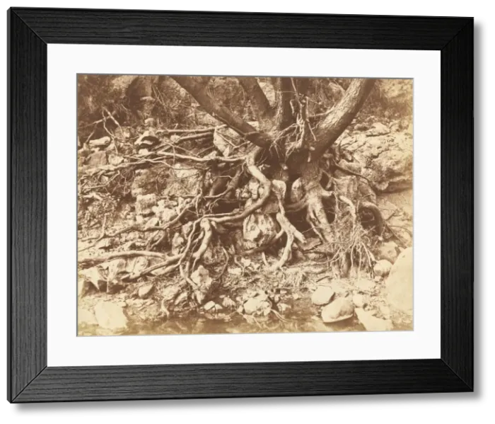 Framed Print : Tree with Tangle of Roots, 1853. Creator: Hugh Owen Framed Print : Tree with Tangle of Roots, 1853. Creator: Hugh Owen