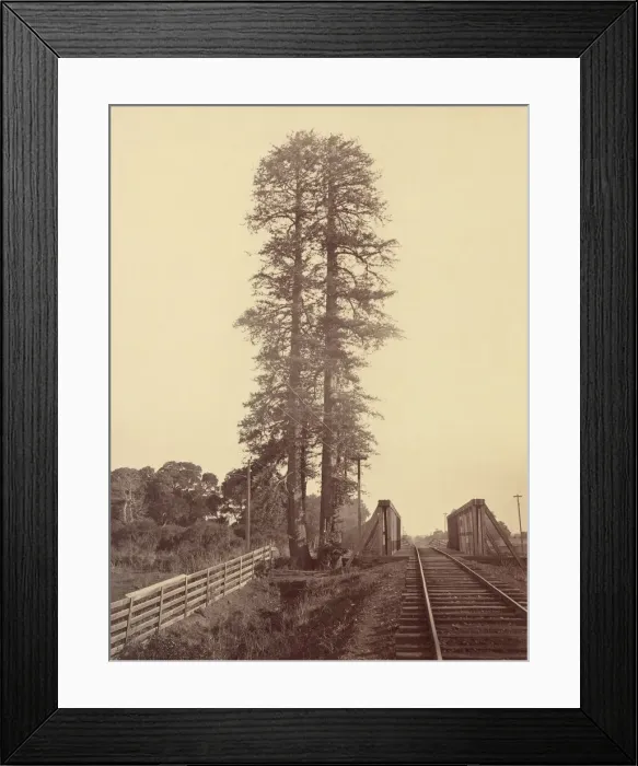 Framed Print : Twin Redwoods, Palo Alto, 1870. Creator: Carleton Emmons Watkins Framed Print : Twin Redwoods, Palo Alto, 1870. Creator: Carleton Emmons Watkins