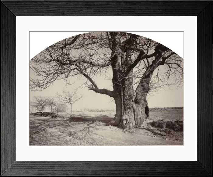 Framed Print : Grand Chataignier au Bord d un Chemin (Large Chestnut Tree on the Side of a Road), c Framed Print : Grand Chataignier au Bord d un Chemin (Large Chestnut Tree on the Side of a Road), c