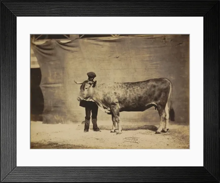 Framed Print : Vache Garonnaise, agee de 5 a6 ans, 1856. Creator: Adrien Alban Tournachon Framed Print : Vache Garonnaise, agee de 5 a6 ans, 1856. Creator: Adrien Alban Tournachon