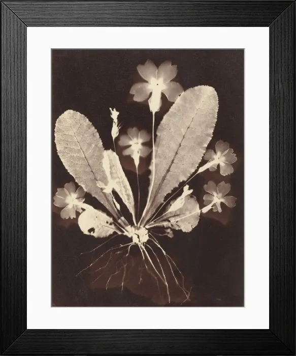 Framed Print : Botanical Photogram, 1860s. Creator: Unknown Framed Print : Botanical Photogram, 1860s. Creator: Unknown